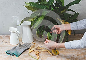 Female gardener cutting dry leaves on plant