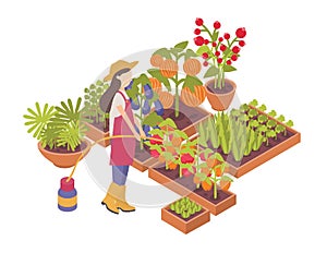 Female gardener or farmer watering crops growing in boxes or planters isolated on white background. Agriculture worker