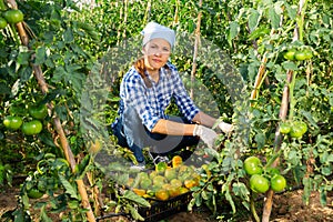 Female gardener gathering crop of unripe tomatoes in vegetable garden