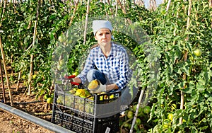 Female gardener gathering crop of unripe tomatoes in vegetable garden