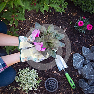 Female gardener holding a flowering plant ready to be planted in her garden. Gardening concept. Summer relaxation.