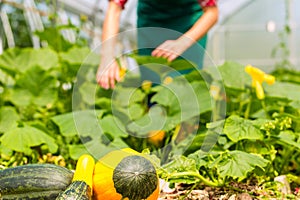 Female gardener in market garden or nursery