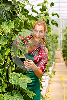 Female gardener in market garden or nursery