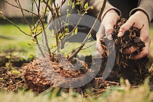 Female gardener planting a blueberry bush