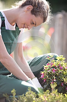 Female gardener planting fuscia