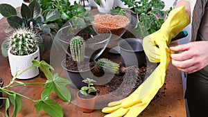 Female gardener puting on yellow work gloves to plant cactus into new flowerpot. Close-up of hands in protective gloves