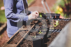 Female gardener replant seedling plants