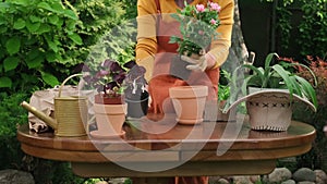 Female gardener replanting flowers in new pot in backyard. Gardening concept.