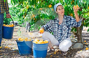 Female gardener with ripe peaches in orchard on sunny day