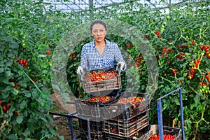 Female gardener stacking boxes with tomatoes in greenhouse