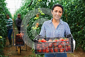 Female gardener stacking boxes with tomatoes in greenhouse