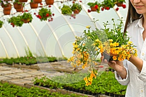 Female gardener taking care of plant, blooming yellow flower close-up. Greenhouse flower seedlings. Copy space