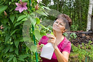 Female gardener taking care of plants in summer garden, spraying a plant with pure water