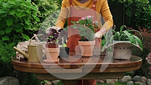 Female gardener transplanting flowers into new flower pots during summer.