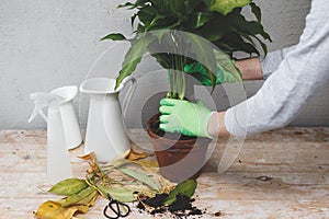 Female gardener is transplanting the plant.