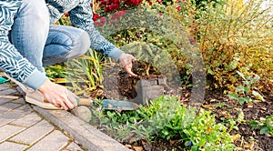 A female gardener transplants a container plant from a nursery into an open field in her garden. Picea abies Nidiformis in