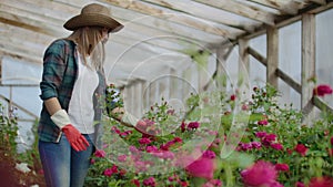 A female gardener is walking in a gloved greenhouse watching and controlling roses grown for her small business. Florist