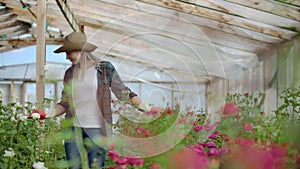 A female gardener is walking in a gloved greenhouse watching and controlling roses grown for her small business. Florist