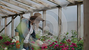 A female gardener is walking in a gloved greenhouse watching and controlling roses grown for her small business. Florist