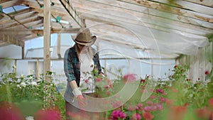 A female gardener is walking in a gloved greenhouse watching and controlling roses grown for her small business. Florist