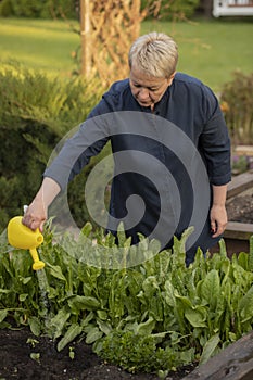 Female gardener watering fresh lettuce sorrel plants in garden raised beds