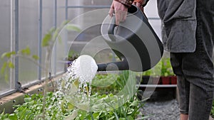 Female gardener watering young plants in greenhouse, woman at work in garden greenhouse. 4k close up