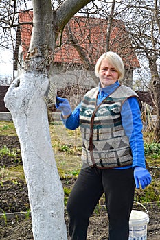 A female gardener whitewashes the trunk of a fruit tree. Spring garden work