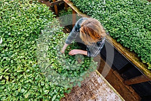 Female gardener working inside of botanical garden