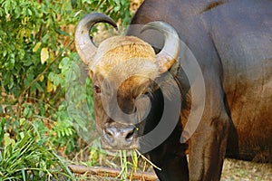 Female gaur
