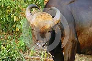 Female gaur photo