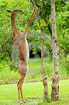 Female Gazelle Eating