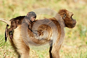 Female Gelada Baboon and cub