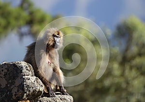 Female Gelada monkey sitting on a rock against blue sky