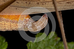 Female genitalia of a Leaf Katydid photo