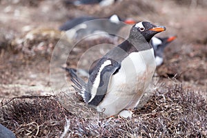 Female Gentoo Penguin on nest with egg