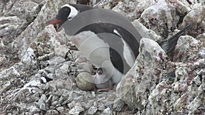 Female Gentoo Penguin that sits in a nest with two chicks and feeds them