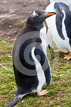 Gentoo penguin female