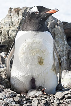 Female Gentoo penguin sitting on a nest with newly hatched chick