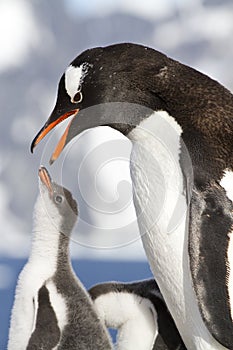 Female Gentoo penguins with open beak and chicks