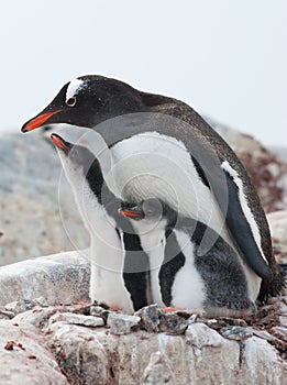 Female Gentoo penguins and two chicks.