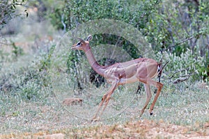 Female Gerenuk, Running