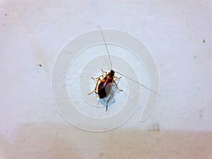 Female german cockroach on the white wall in the kitchen