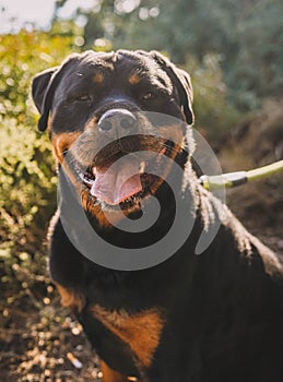 Female german line rottweiler dog enjoying a day out in the countryside