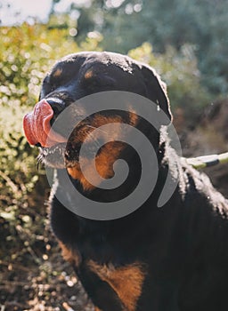 Female german line rottweiler dog enjoying a day out in the countryside