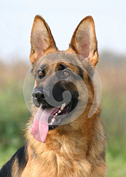 Female German shepherd