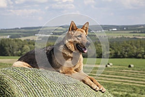 Female German Shepherd