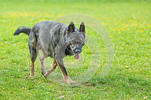 female German Shepherd Dog on the grass of the park