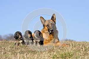 Female German Shepherd dog with nice puppies