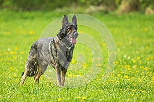 female German Shepherd Dog Portrait