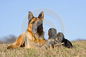 Female German Shepherd dog with puppies